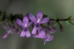 Image of thicketwort