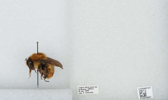 Image of Bombus ephippiatus Say 1837