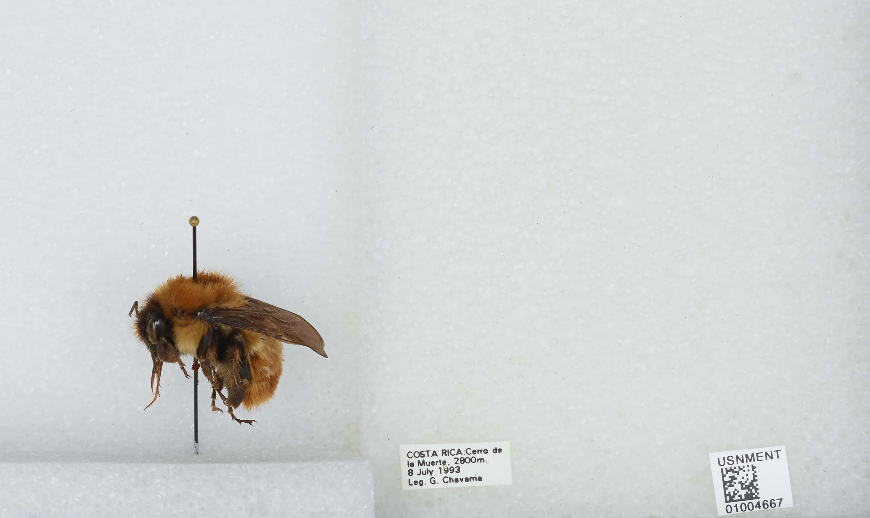 Bombus ephippiatus Say 1837 resmi