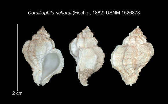 Imagem de Coralliophila richardi (P. Fischer 1882)