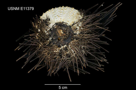 Image de Centrostephanus sylviae Fell 1975