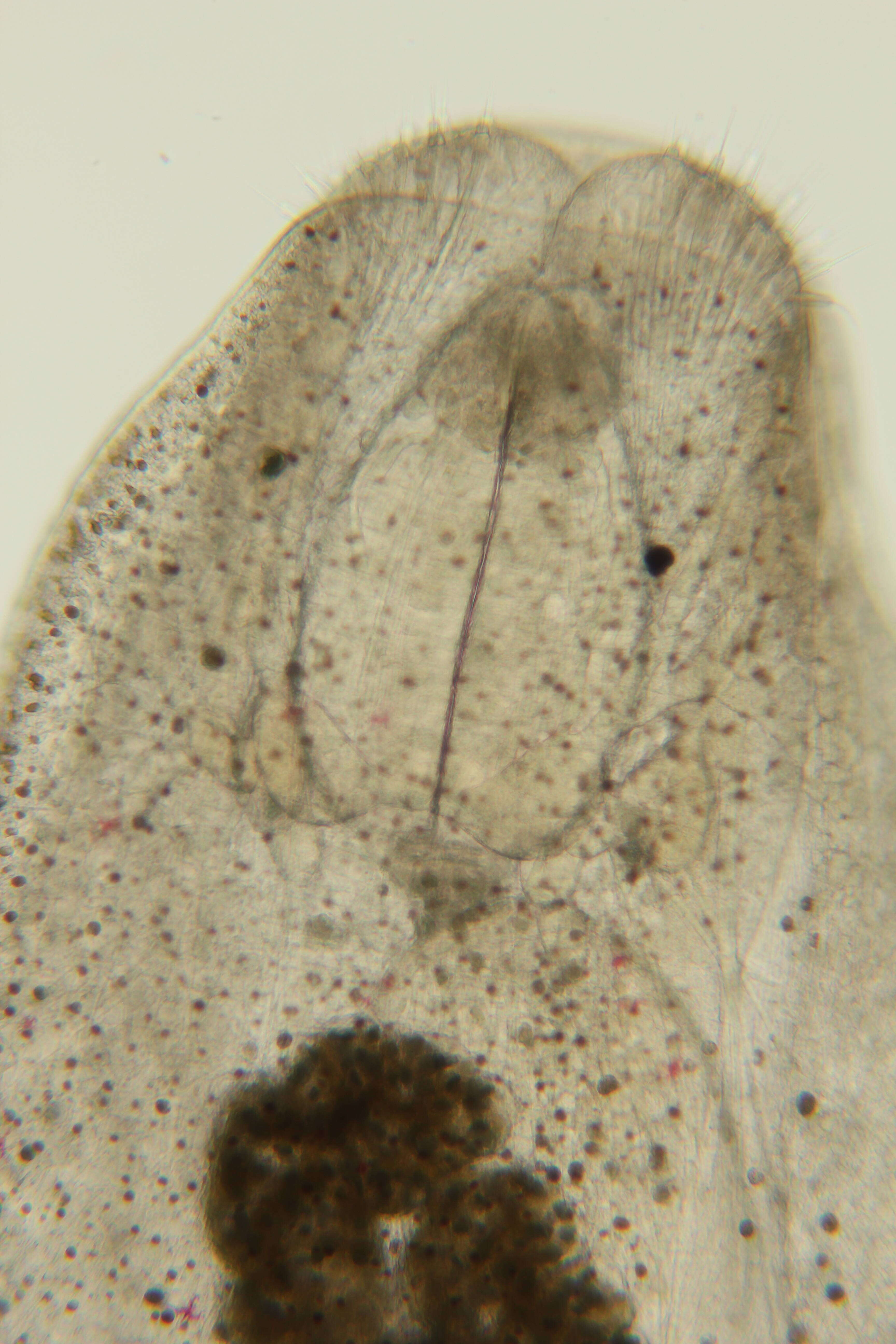 Image of Aglajidae