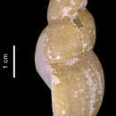 Image of Germonea rachelae Harasewych & Kantor 2004