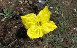 Oenothera hartwegii subsp. hartwegii的圖片