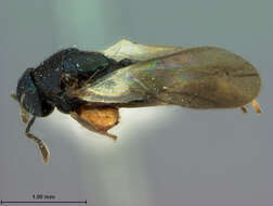 Image de Aphycoides fuscipennis (Ashmead 1904)