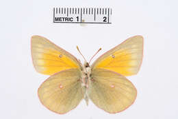 Colias meadii Edwards 1871 resmi