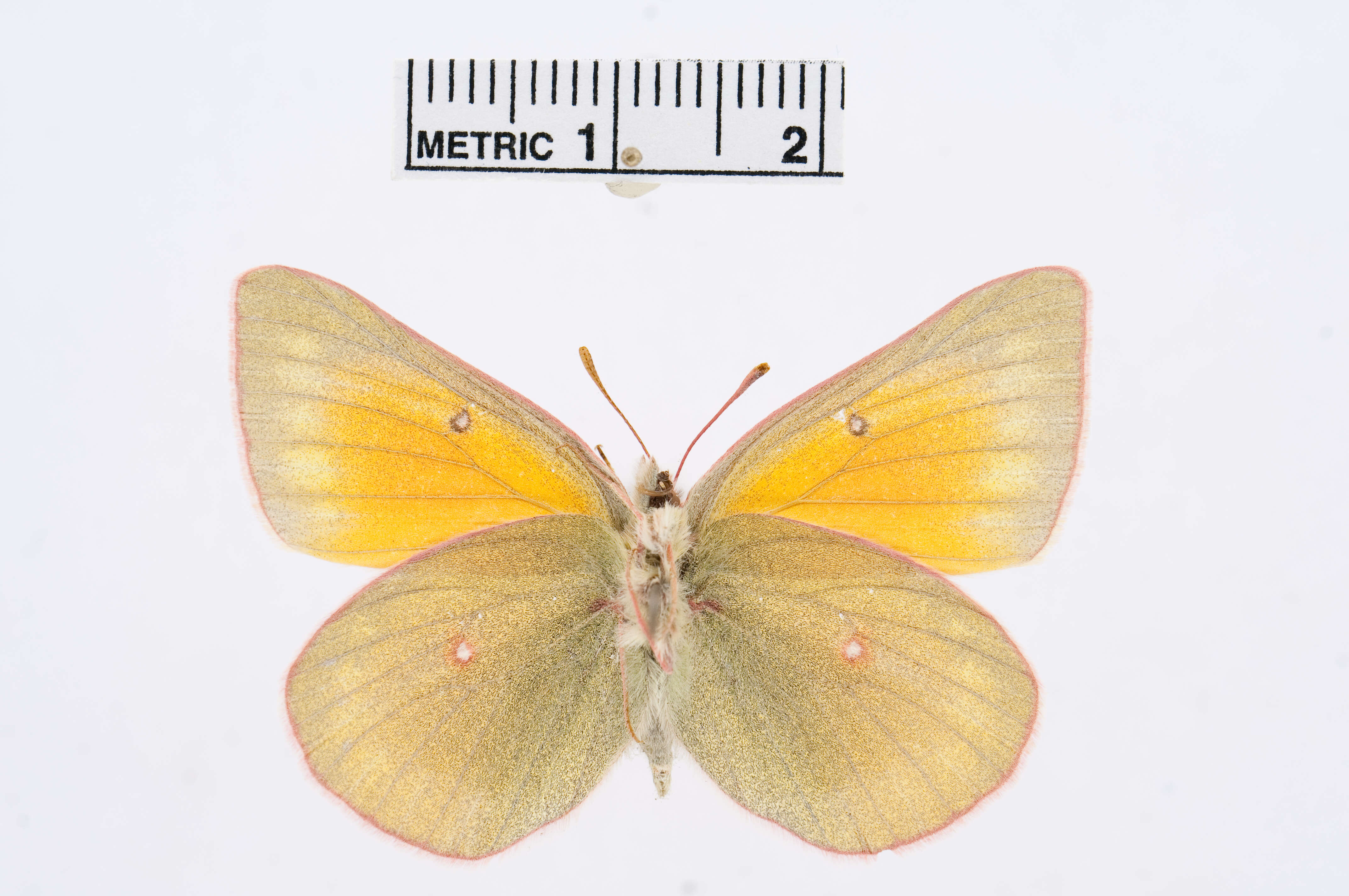 Colias meadii Edwards 1871 resmi