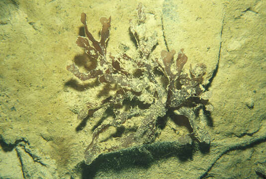 Image of Halymenia C. Agardh 1817