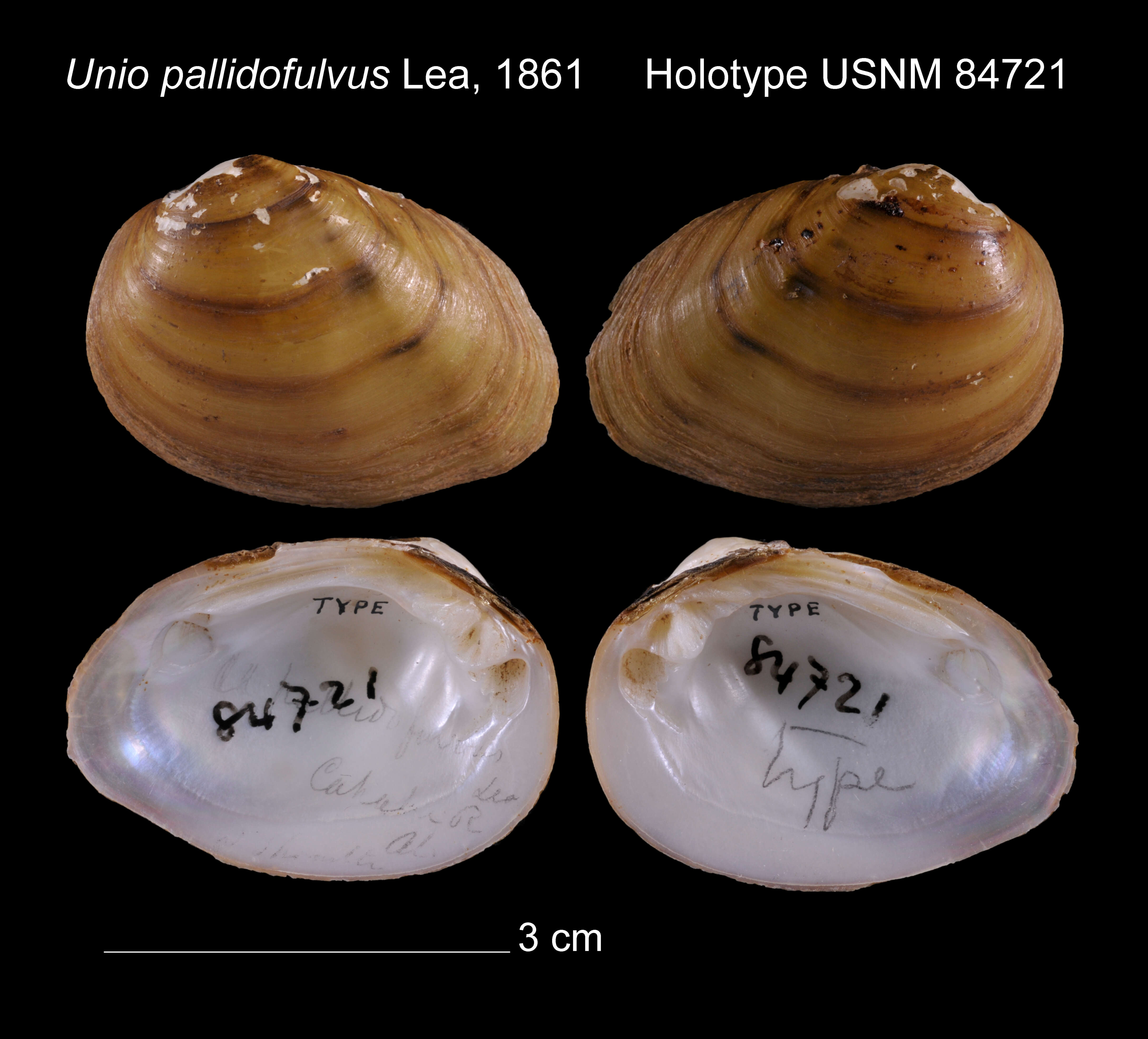 Image of Unio pallidofulvus I. Lea 1861
