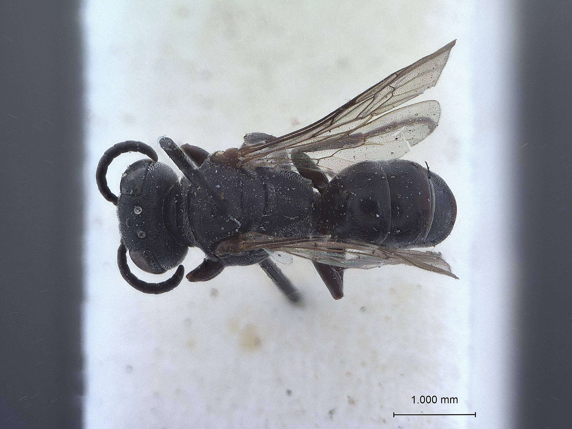 Image of Solierella nigrans Krombein ex Muesebeck et al. 1951