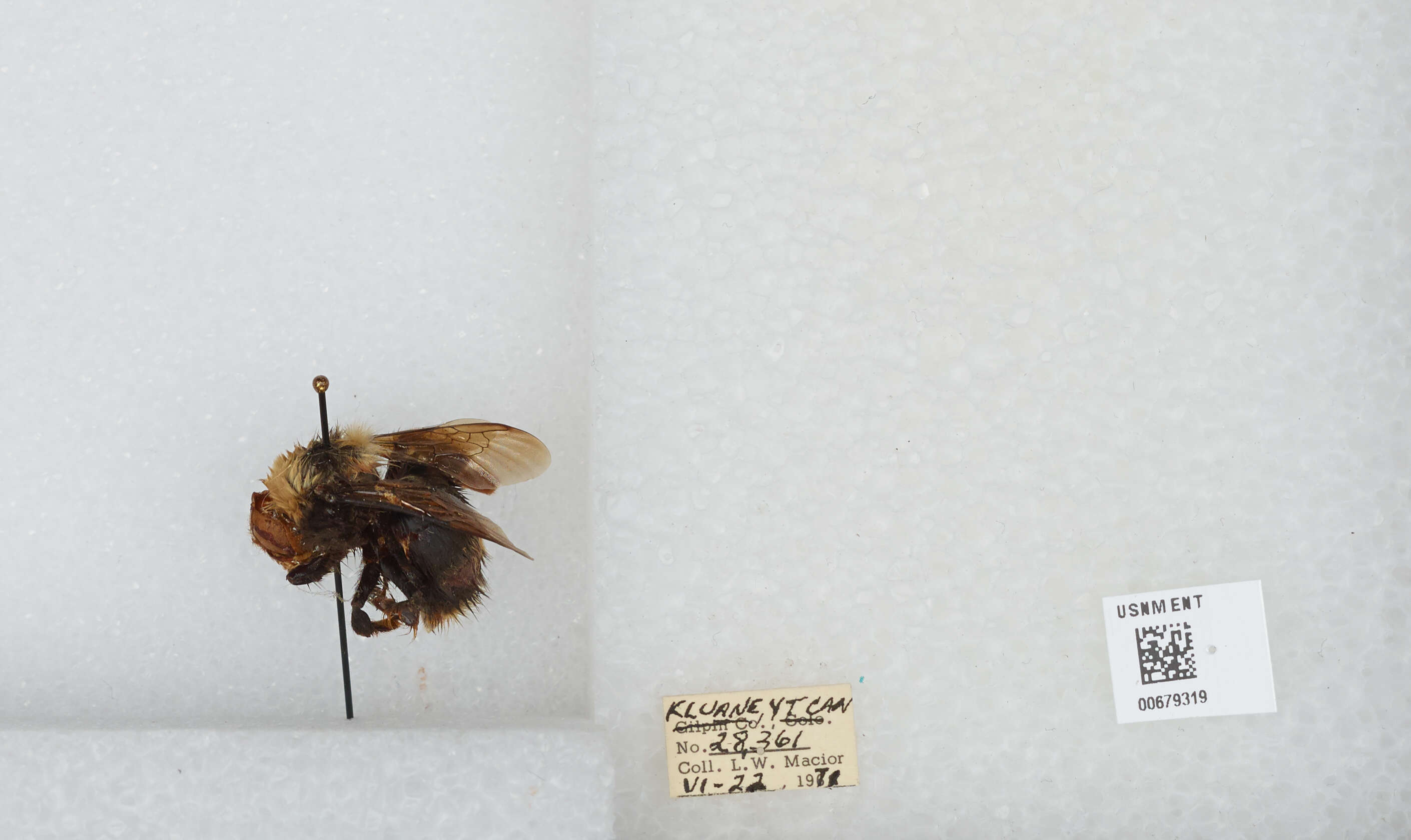 Слика од Bombus occidentalis Greene 1858