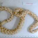 Image of Lampropeltis triangulum triangulum