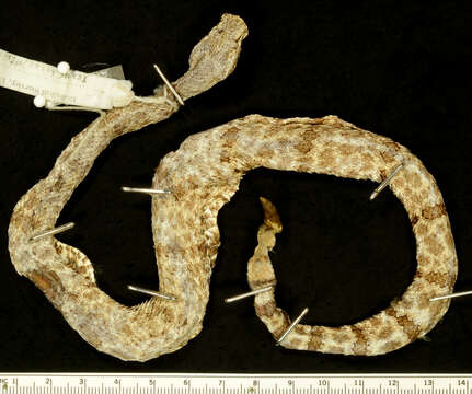 Crotalus lepidus (Kennicott 1861) resmi