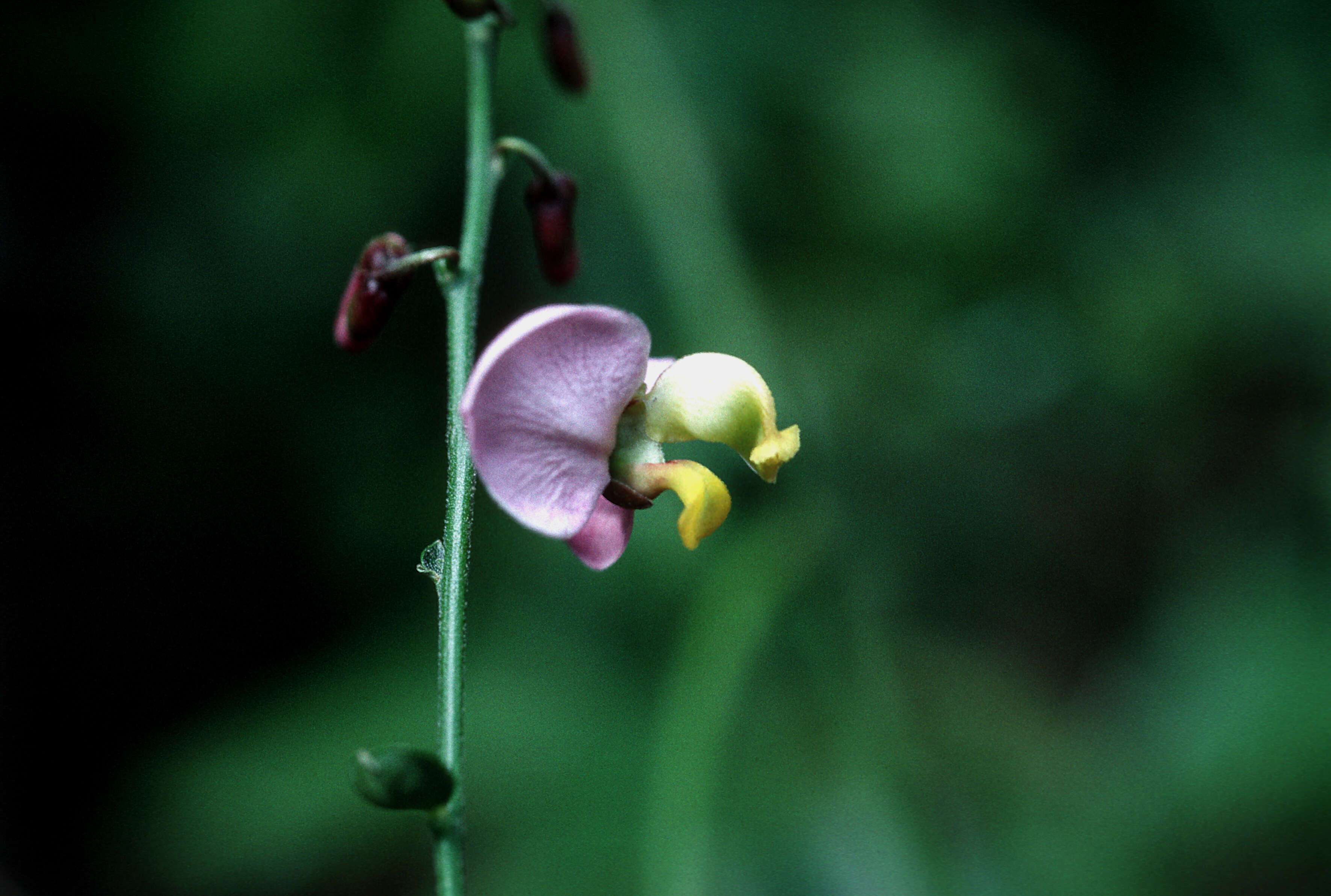 Image of Wand Jaboncillo