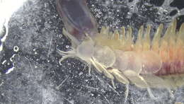 Image of Polynoidae