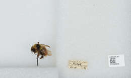 Image de Bombus sylvicola Kirby 1837