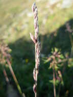 Image of Richardson's fescue