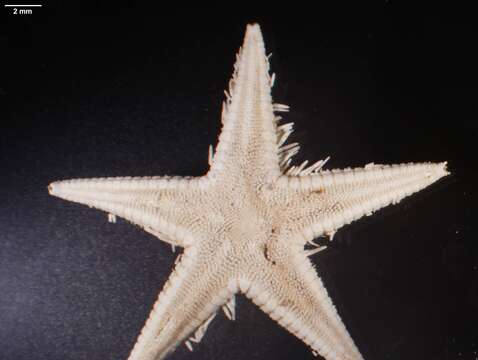 Image of Astropecten marginatus Gray 1840