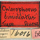 Image of Chlorophorus dimidiatus Aurivillius 1922