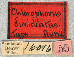 Chlorophorus dimidiatus Aurivillius 1922 resmi