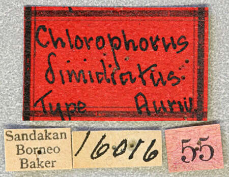 Image of Chlorophorus dimidiatus Aurivillius 1922