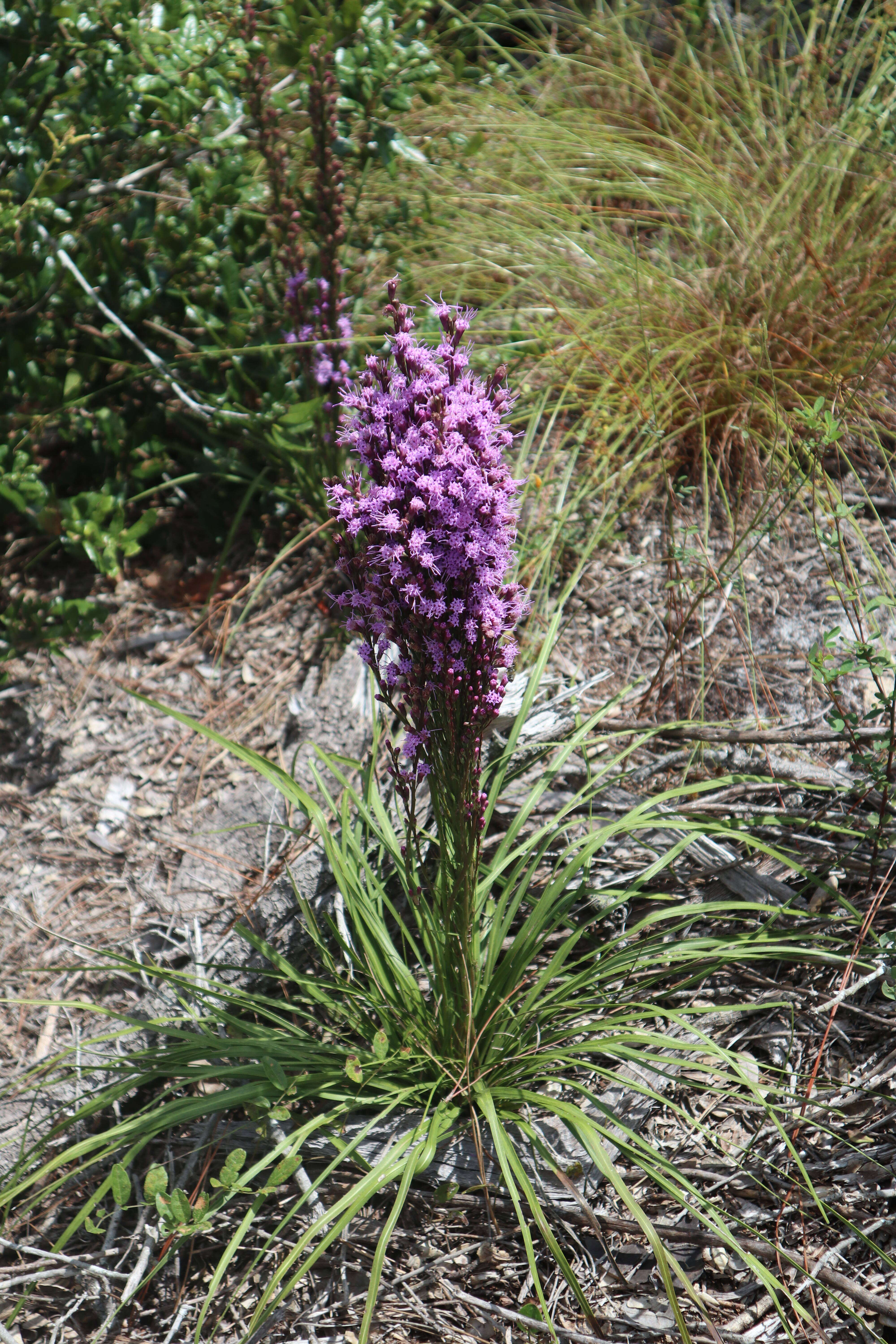 Image of Liatris quadriflora (Chapm.) E. L. Bridges & Orzell