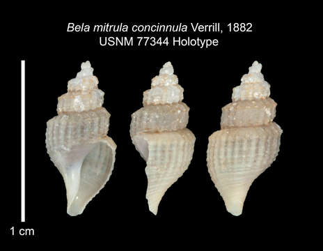 Image of <i>Bela mitrula</i> Verrill