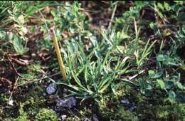 Image of Large-Glume Blue Grass