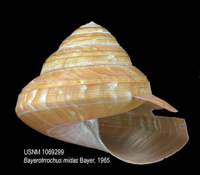 صورة Bayerotrochus midas (Bayer 1965)