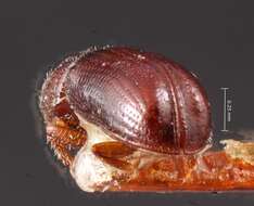 Image of Pityophthorus hubbardi Blackman 1928