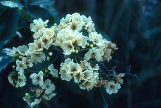 صورة Cordia dentata Poir.