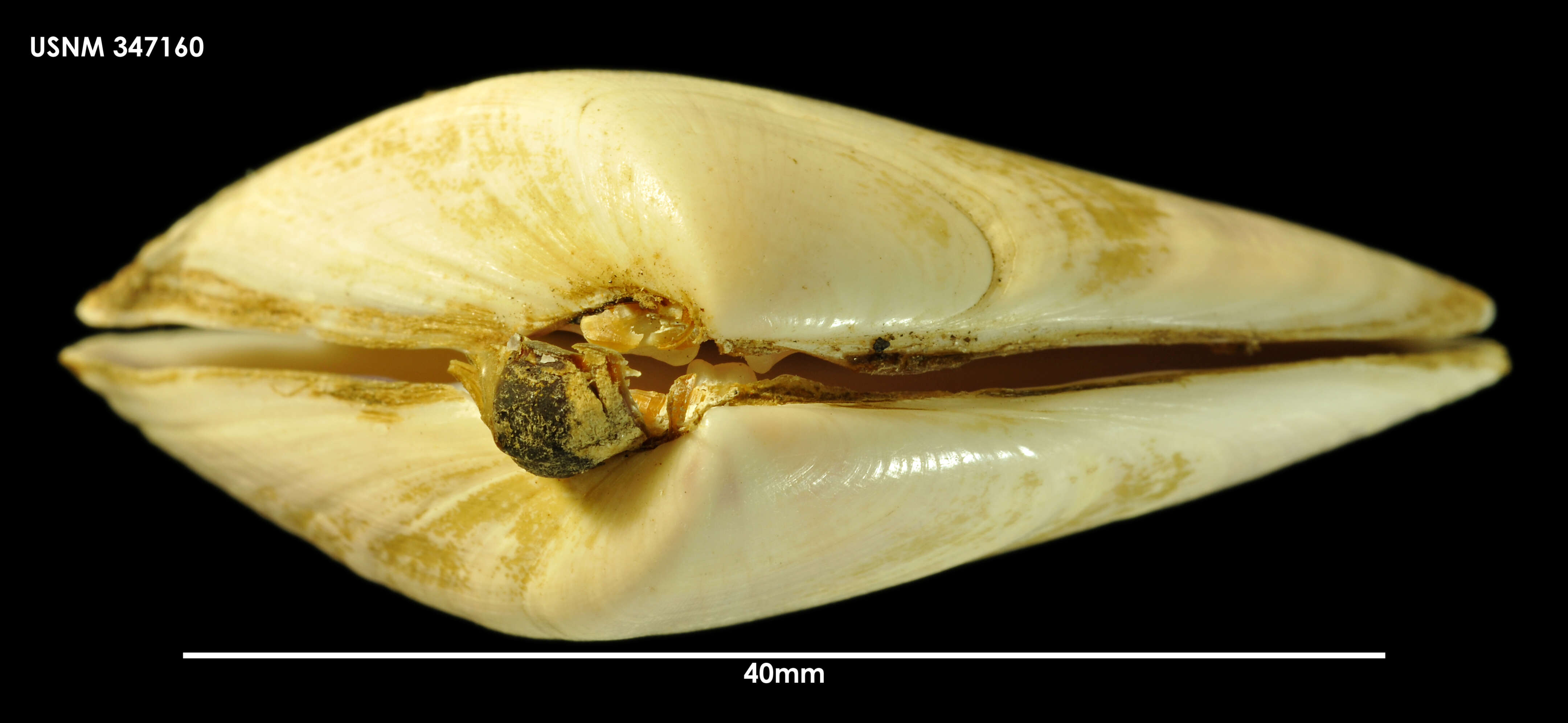 Image of Plebidonax Iredale 1930