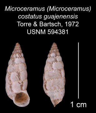 Imagem de Microceramus costatus guajenensis C. Torre & Bartsch 2008