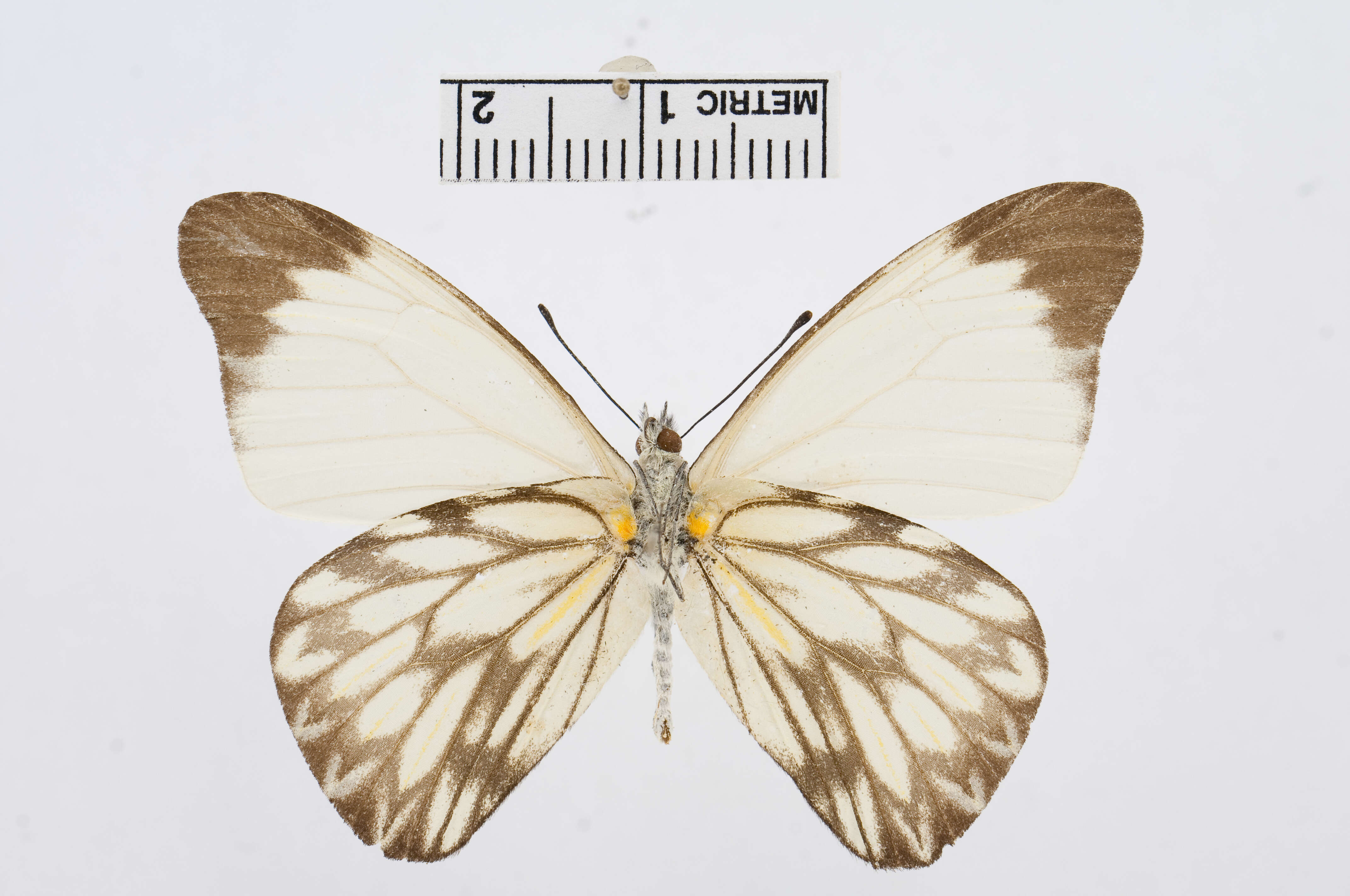 Image of Hesperocharis nera (Hewitson 1852)
