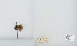 Image de Bombus sylvicola Kirby 1837