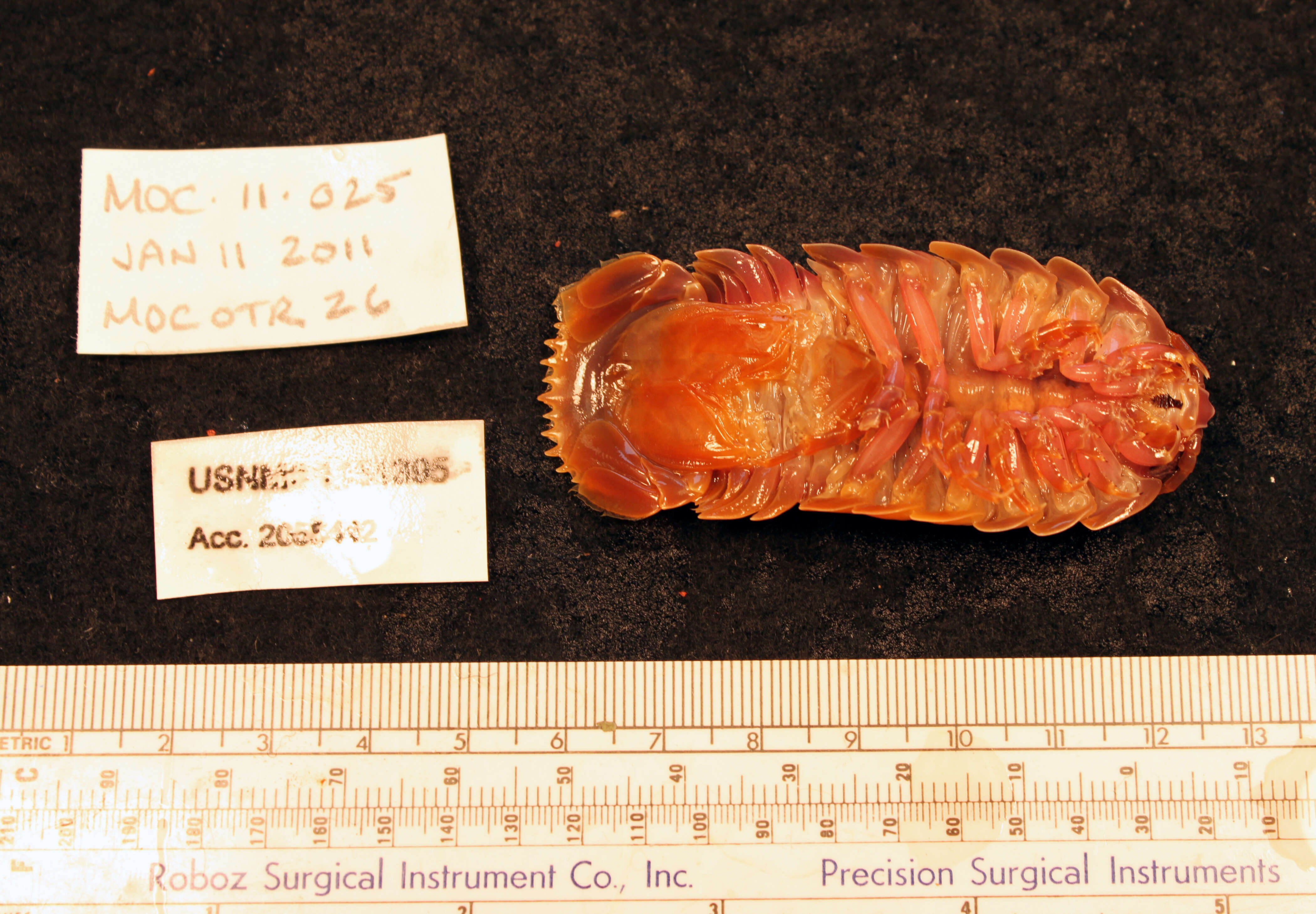 Image of Giant Isopods