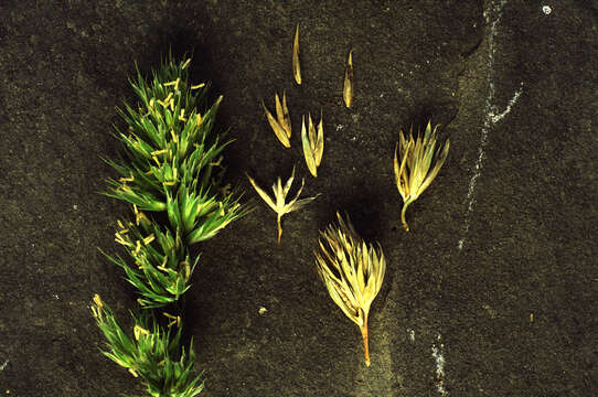 Image of Cocksfoot or Orchard Grass