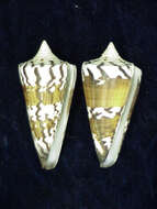 Sivun Conus generalis Linnaeus 1767 kuva