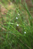 Image of Nuttall's lobelia