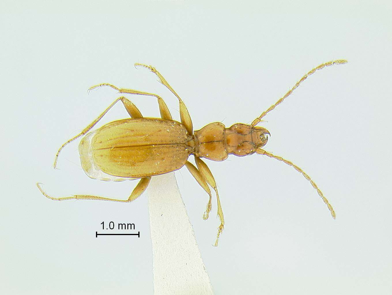 Слика од Pseudanophthalmus hadenoecus Barr 1965