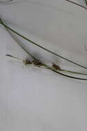 Слика од Carex glaucescens Elliott