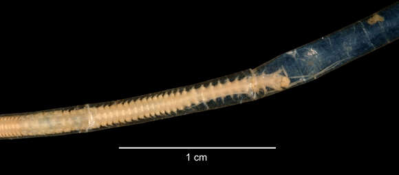 Image of Leptoecia benthaliana (McIntosh 1885)