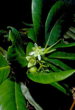 Image of Crossostylis biflora J. R. Forster & G. Forster