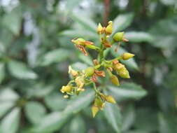 Image of sevenleaf creeper