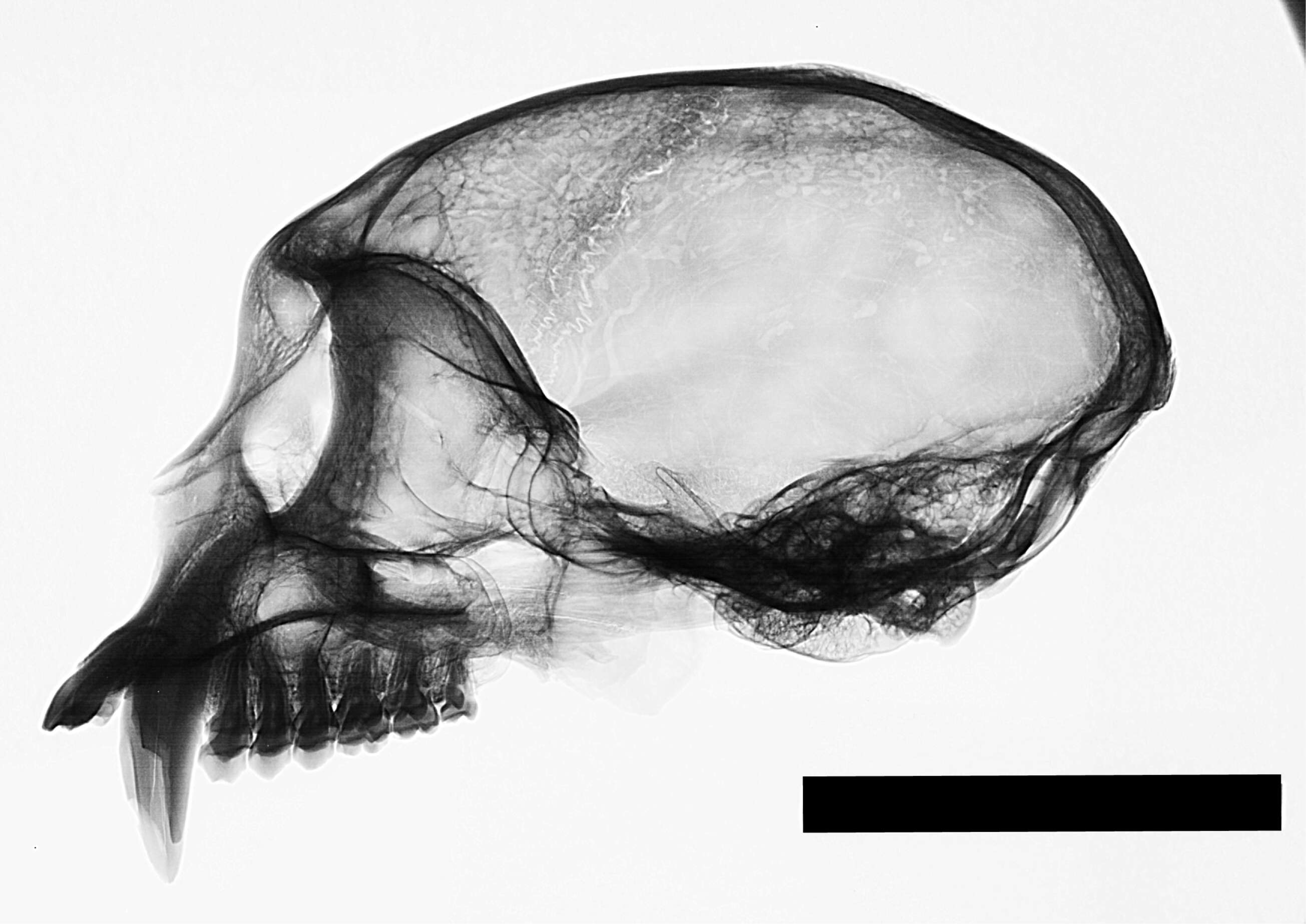 Image of white-faced capuchin