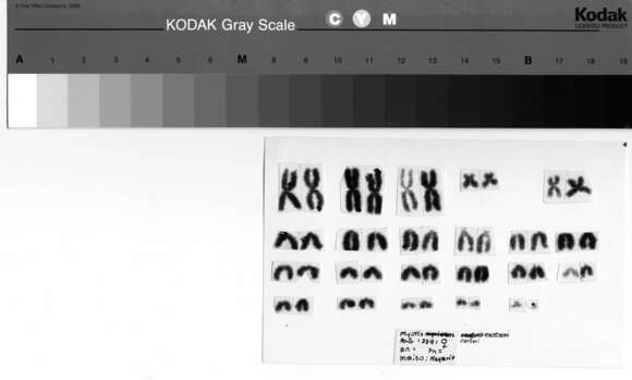 Image of Myotis nigricans carteri La Val 1973