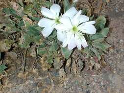 Oenothera cespitosa subsp. navajoensis W. L. Wagner, R. E. Stockhouse & W. M. Klein resmi