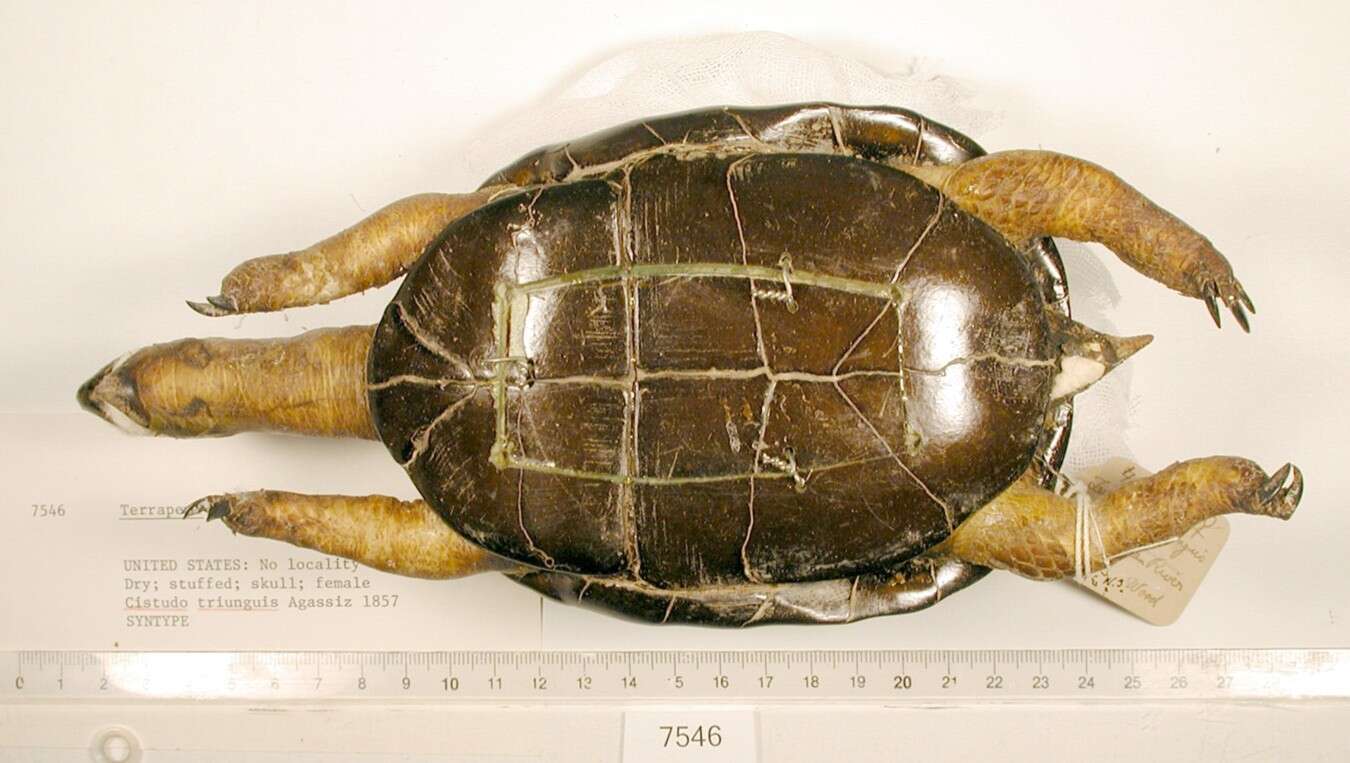 Image of Three-toed box turtle