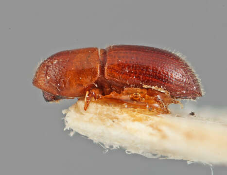 Image of Xyleborus tolimanus Eggers 1928