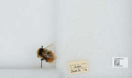 Image de Bombus sylvicola Kirby 1837